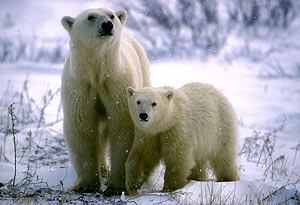 Una hembra y su osezno, en Manitoba (Canadá). (Foto: REUTERS)